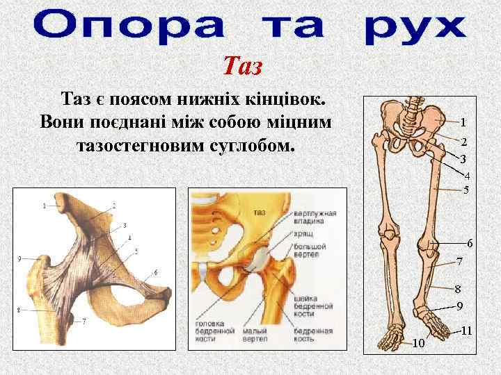 Таз є поясом нижніх кінцівок. Вони поєднані між собою міцним тазостегновим суглобом. 