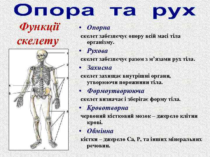 Функції скелету • Опорна скелет забезпечує опору всій масі тіла організму. • Рухова скелет