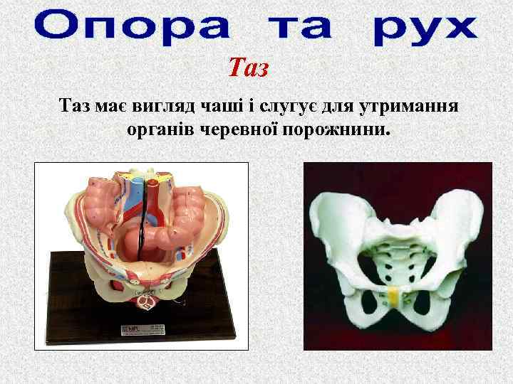 Таз має вигляд чаші і слугує для утримання органів черевної порожнини. 