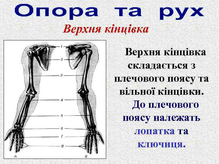 Верхня кінцівка складається з плечового поясу та вільної кінцівки. До плечового поясу належать лопатка