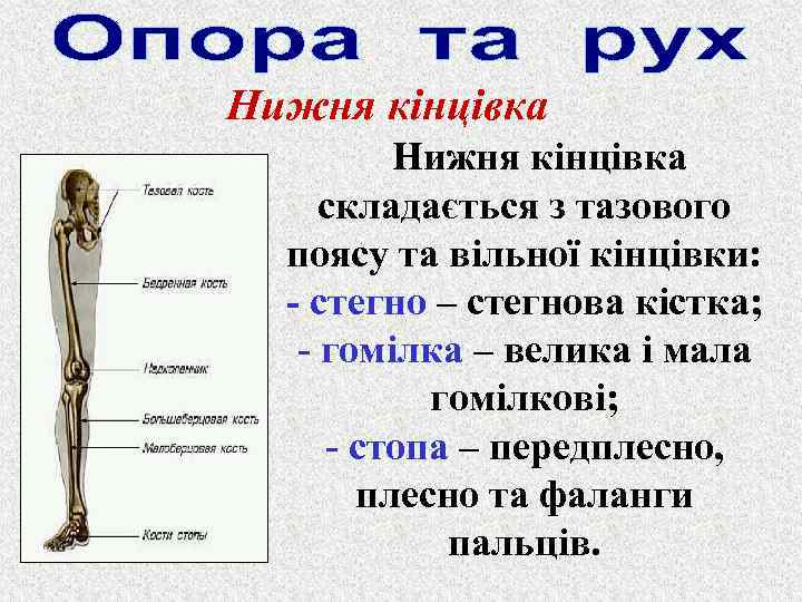 Нижня кінцівка складається з тазового поясу та вільної кінцівки: - стегно – стегнова кістка;