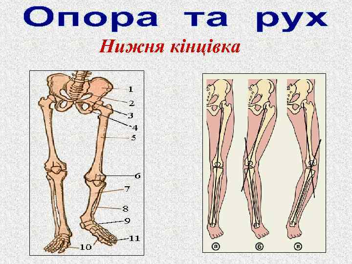 Нижня кінцівка 