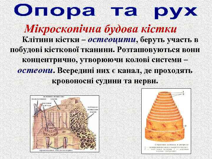 Мікроскопічна будова кістки Клітини кістки – остеоцити, беруть участь в побудові кісткової тканини. Розташовуються