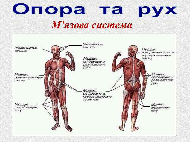 М’язова система 