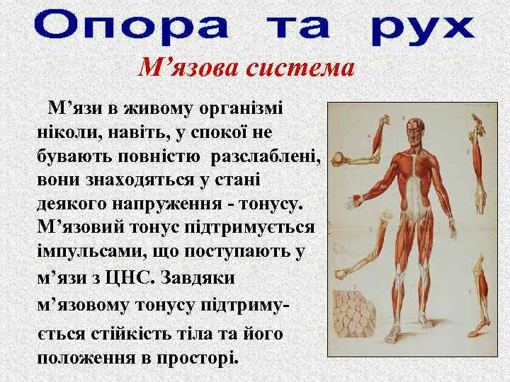 М’язова система М’язи в живому організмі ніколи, навіть, у спокої не бувають повністю разслаблені,