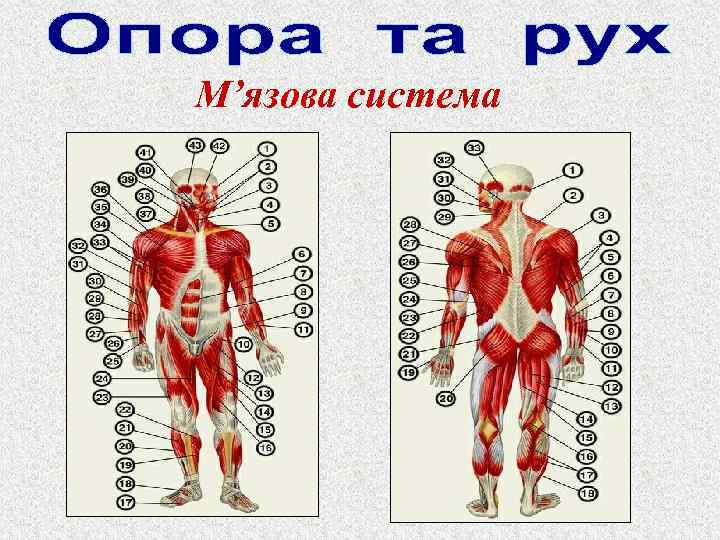 М’язова система 