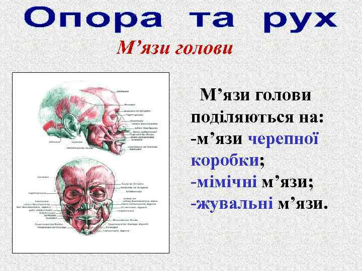 М’язи голови поділяються на: -м’язи черепної коробки; -мімічні м’язи; -жувальні м’язи. 