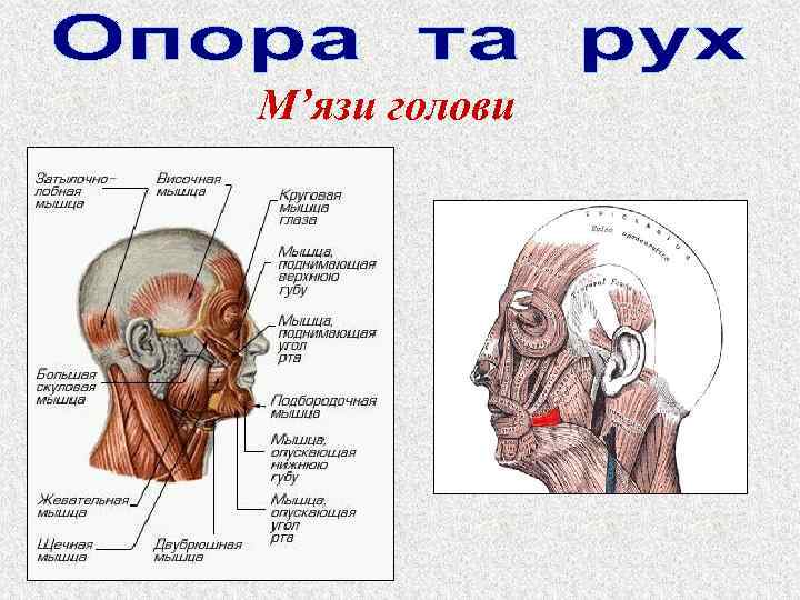 М’язи голови 