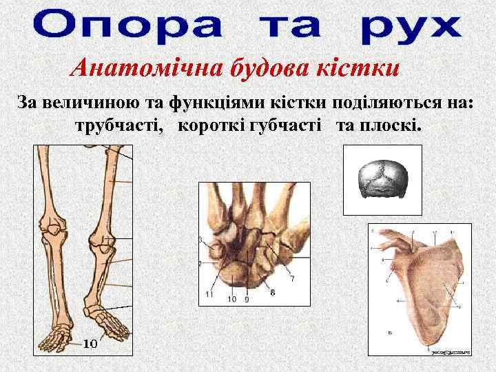 Анатомічна будова кістки За величиною та функціями кістки поділяються на: трубчасті, короткі губчасті та