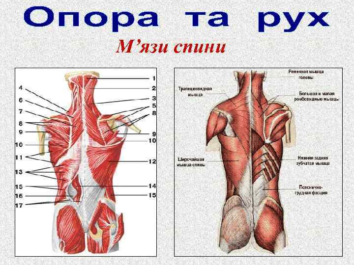 М’язи спини 