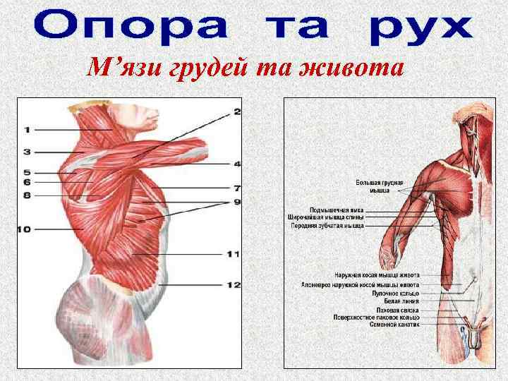 М’язи грудей та живота 