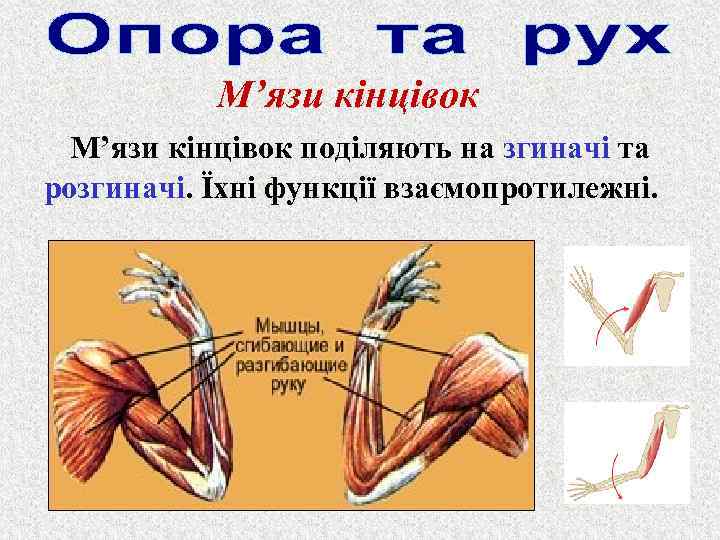 М’язи кінцівок поділяють на згиначі та розгиначі. Їхні функції взаємопротилежні. 