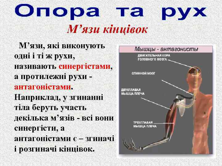 М’язи кінцівок М’язи, які виконують одні і ті ж рухи, називають синергістами, а протилежні