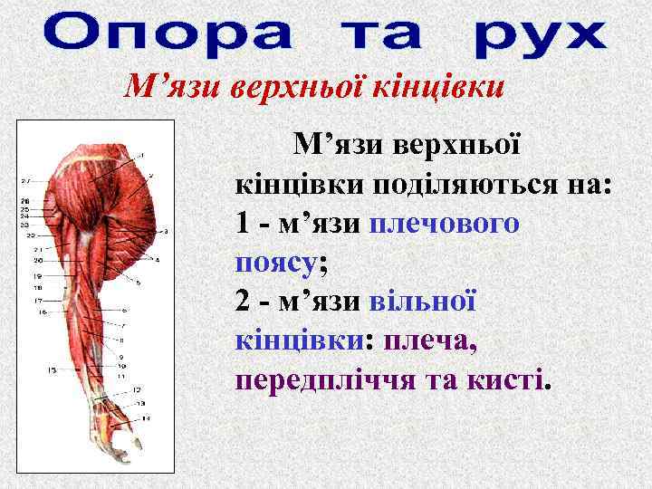 М’язи верхньої кінцівки поділяються на: 1 - м’язи плечового поясу; 2 - м’язи вільної