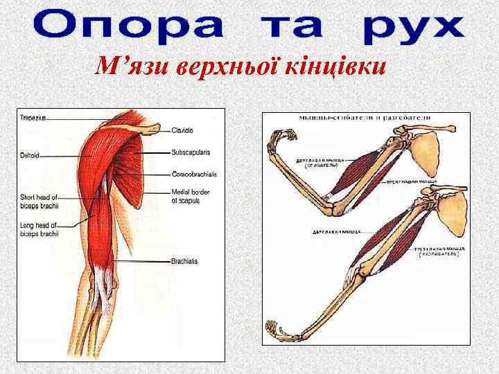 М’язи верхньої кінцівки 