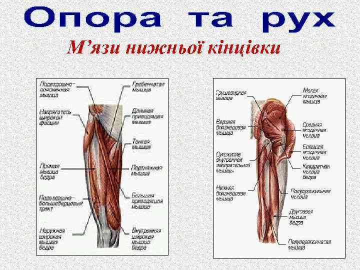 М’язи нижньої кінцівки 