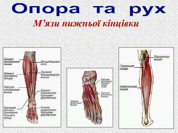 М’язи нижньої кінцівки 