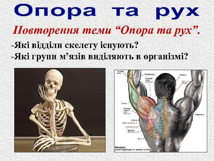 Повторення теми “Опора та рух”. -Які відділи скелету існують? -Які групи м’язів виділяють в