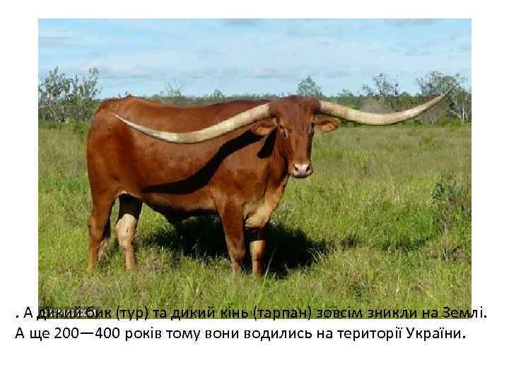 . А дикий бик (тур) та дикий кінь (тарпан) зовсім зникли на Землі. А