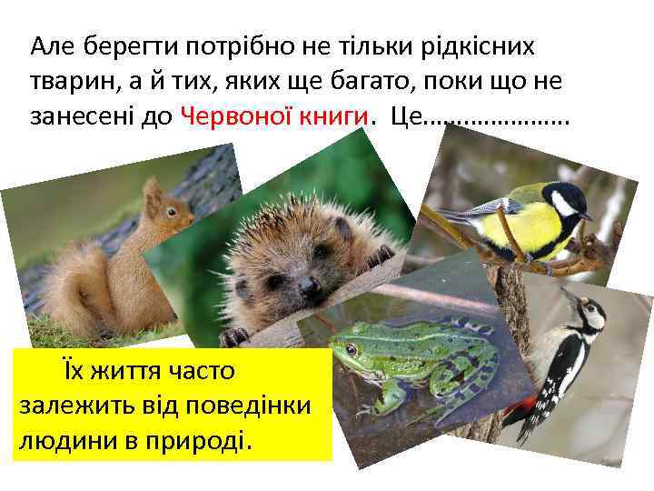 Але берегти потрібно не тільки рідкісних тварин, а й тих, яких ще багато, поки