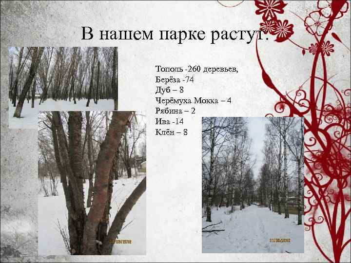 В нашем парке растут: • Тополь -260 деревьев, Берёза -74 Дуб – 8 Черёмуха