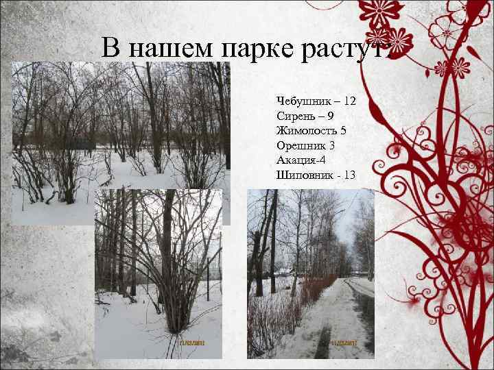 В нашем парке растут: Чебушник – 12 Сирень – 9 Жимолость 5 Орешник 3