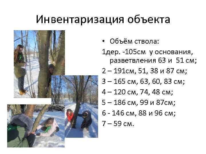 Инвентаризация объекта • Объём ствола: 1 дер. -105 см у основания, разветвления 63 и