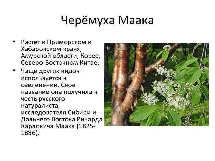 Черёмуха Маака • Растет в Приморском и Хабаровском краях, Амурской области, Корее, Северо-Восточном Китае.