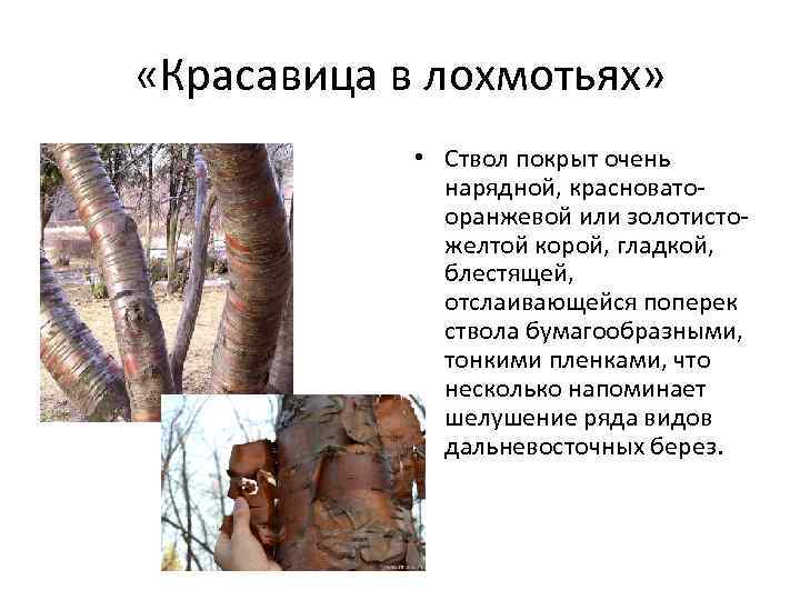  «Красавица в лохмотьях» • Ствол покрыт очень нарядной, красновато- оранжевой или золотистожелтой корой,