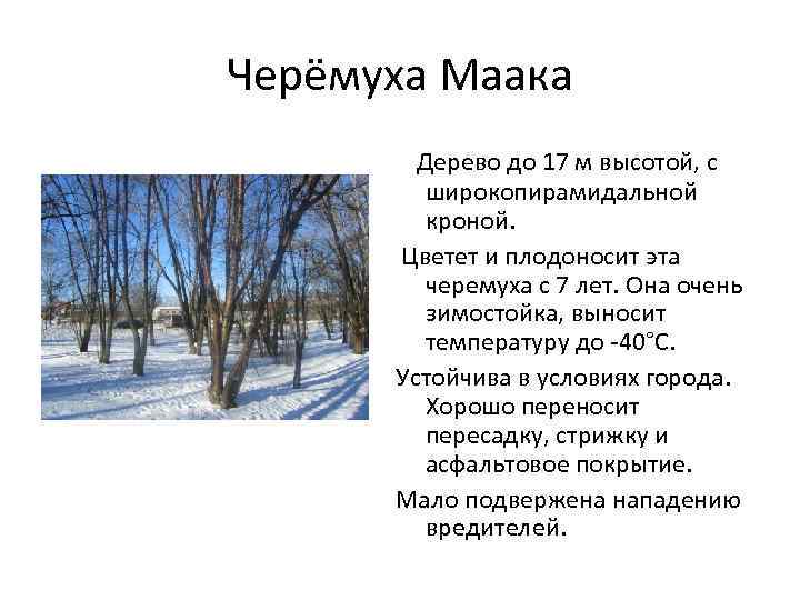 Черёмуха Маака Дерево до 17 м высотой, с широкопирамидальной кроной. Цветет и плодоносит эта