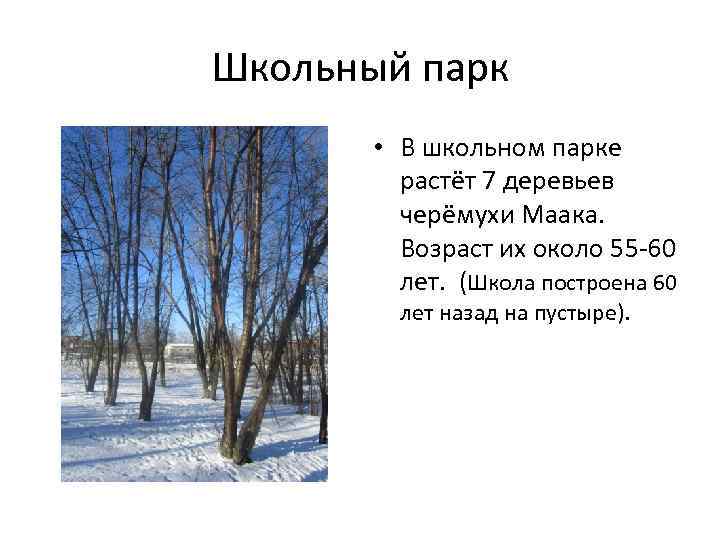 Школьный парк • В школьном парке растёт 7 деревьев черёмухи Маака. Возраст их около