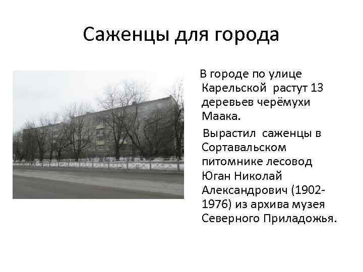 Саженцы для города В городе по улице Карельской растут 13 деревьев черёмухи Маака. Вырастил