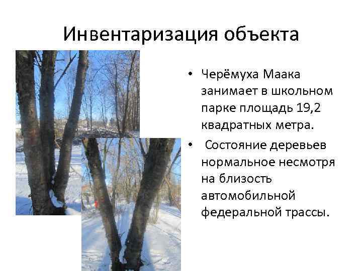 Инвентаризация объекта • Черёмуха Маака занимает в школьном парке площадь 19, 2 квадратных метра.