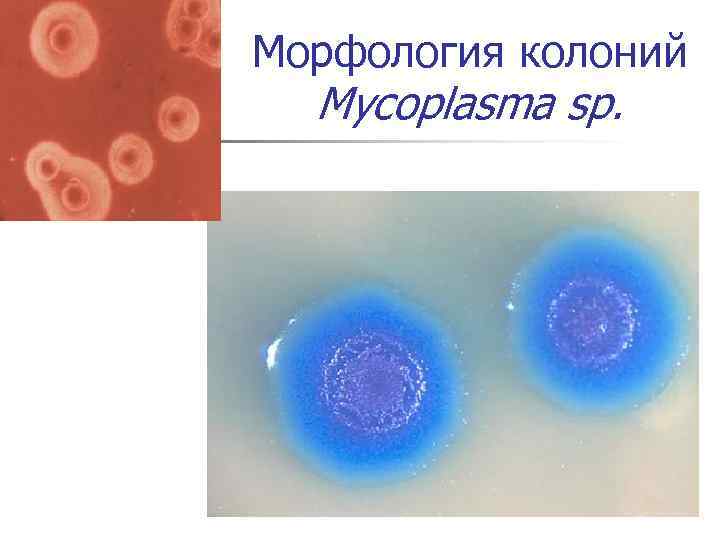 Морфология колоний Mycoplasma sp. 