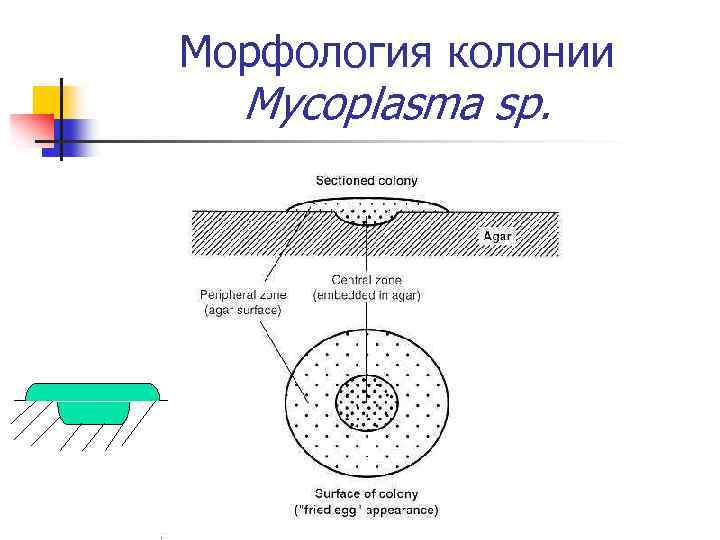 Микоплазмы морфология. Микоплазмы колонии.