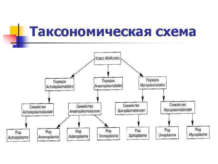 Таксономическая схема 