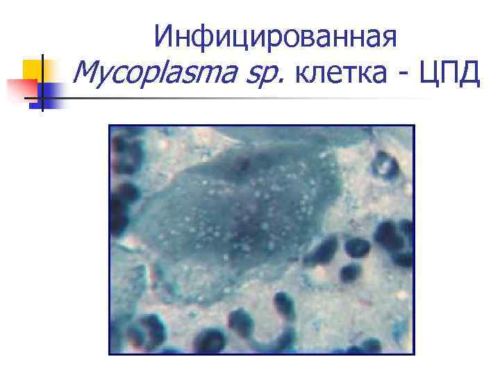 Инфицированная Mycoplasma sp. клетка - ЦПД 