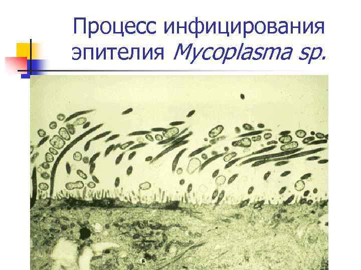 Процесс инфицирования эпителия Mycoplasma sp. 