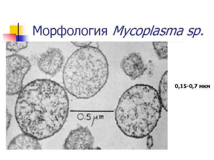 Морфология Mycoplasma sp. 0, 15 -0, 7 мкм 