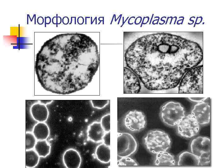 Морфология Mycoplasma sp. 
