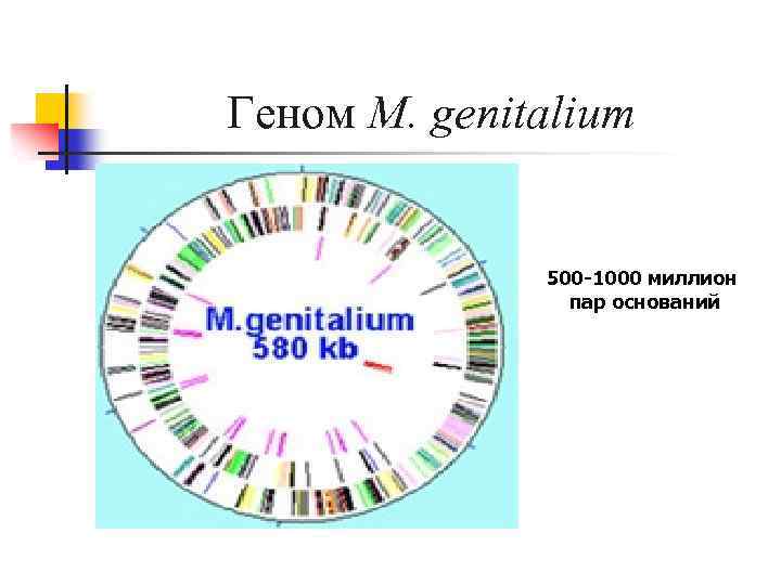 Геном M. genitalium 500 -1000 миллион пар оснований 