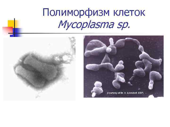 Полиморфизм клеток Mycoplasma sp. 