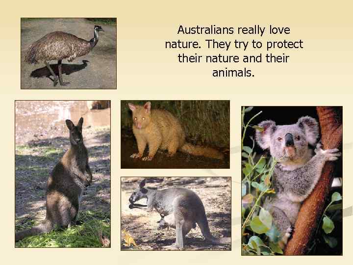 Australians really love nature. They try to protect their nature and their animals. 