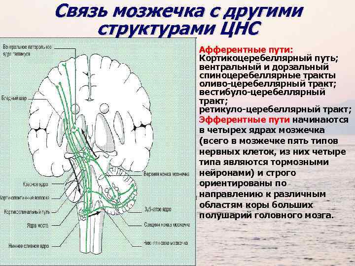 Связь мозжечка с другими структурами ЦНС Афферентные пути: Кортикоцеребеллярный путь; вентральный и дорзальный спиноцеребеллярные