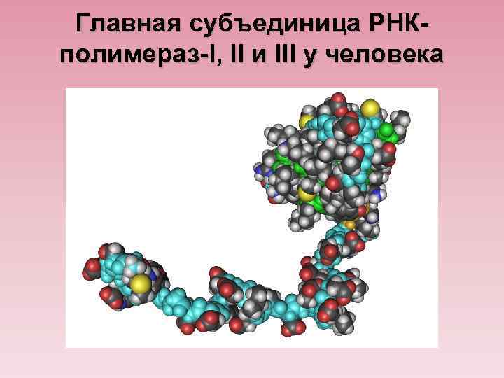 Главная субъединица РНКполимераз-I, II и III у человека 