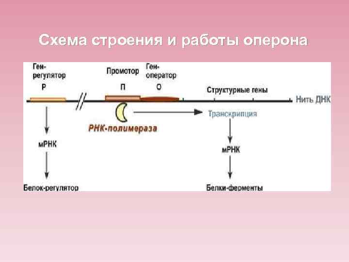 Схема строения и работы оперона 