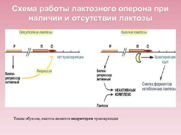 Лактозный оперон схема