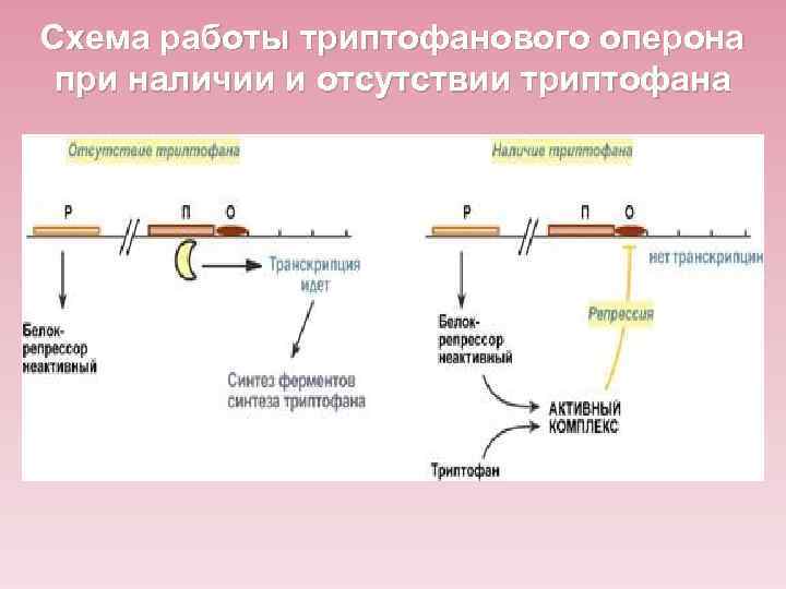 Схема работы триптофанового оперона при наличии и отсутствии триптофана 