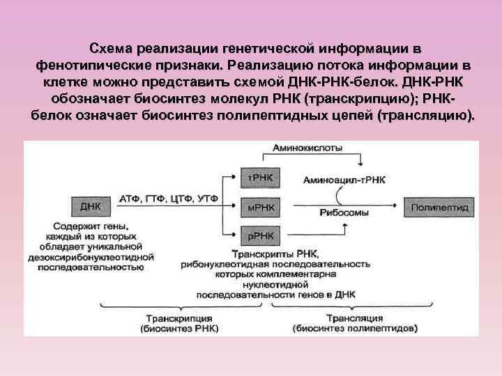 Схема реализации генетической информации