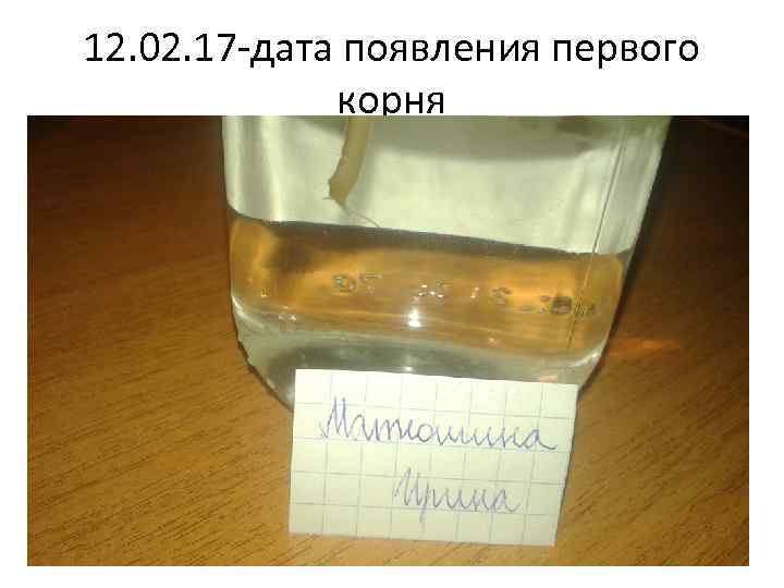 12. 02. 17 -дата появления первого корня 